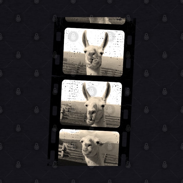 Funny vintage Love llama alpaca photo by BurunduXX-Factory